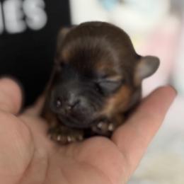 Shorkie puppies from Mountain State Puppies