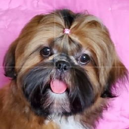 HEAVEN - Shih Tzu