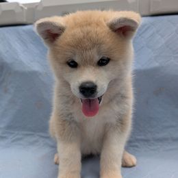 Girl 2 - Red female Japanese Akitainu puppy in South Carolina from Sierra Mountain Akitas