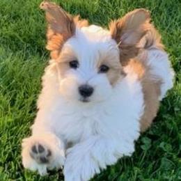 Havanese from Linda Moir