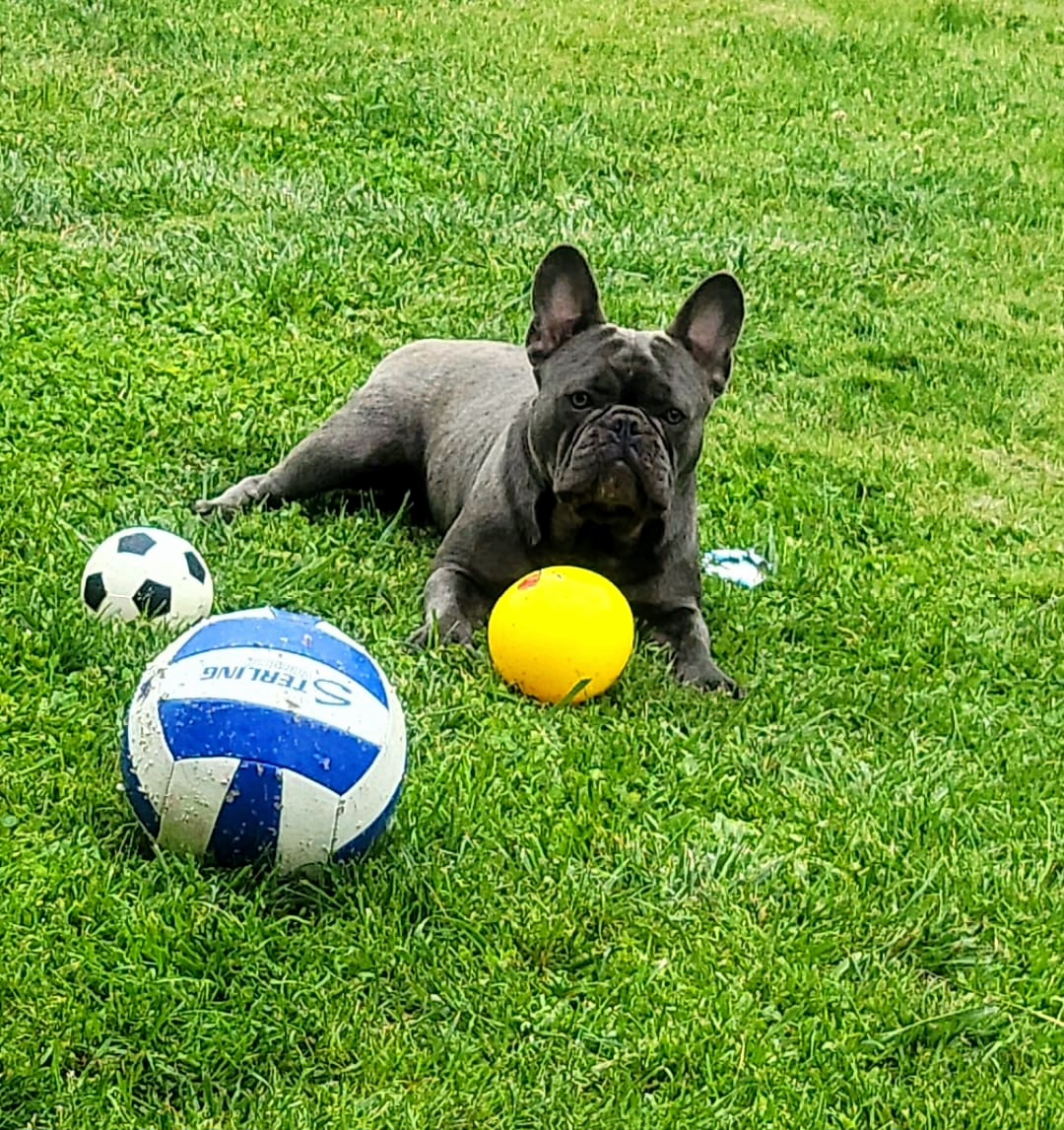 Torito - French Bulldog