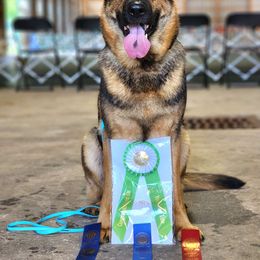 Roo - German Shepherd