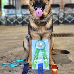 Roo - German Shepherd