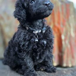 Bang - Black male Poodle puppy in Springfield, Oregon from Valaurah Farms
