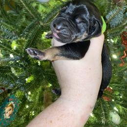 Rudolph - Black male Great Dane puppy in Spartanburg, South Carolina from Pawlmetto Danes