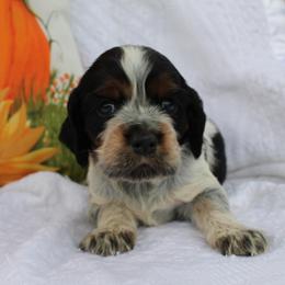 Redwood - Black white and tan male English Springer Spaniel puppy in Lexington, South Carolina from House Tiner Springers