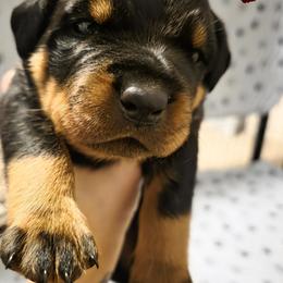 Rottweiler Puppies from Rottbies