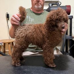 Probably - Brown male Poodle puppy in Florence County, South Carolina from Modern Family Standards