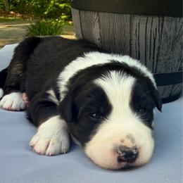 Salsa - Black tri-color female Australian Shepherd puppy in Tuftonboro, New Hampshire from Aussies Edge Farm