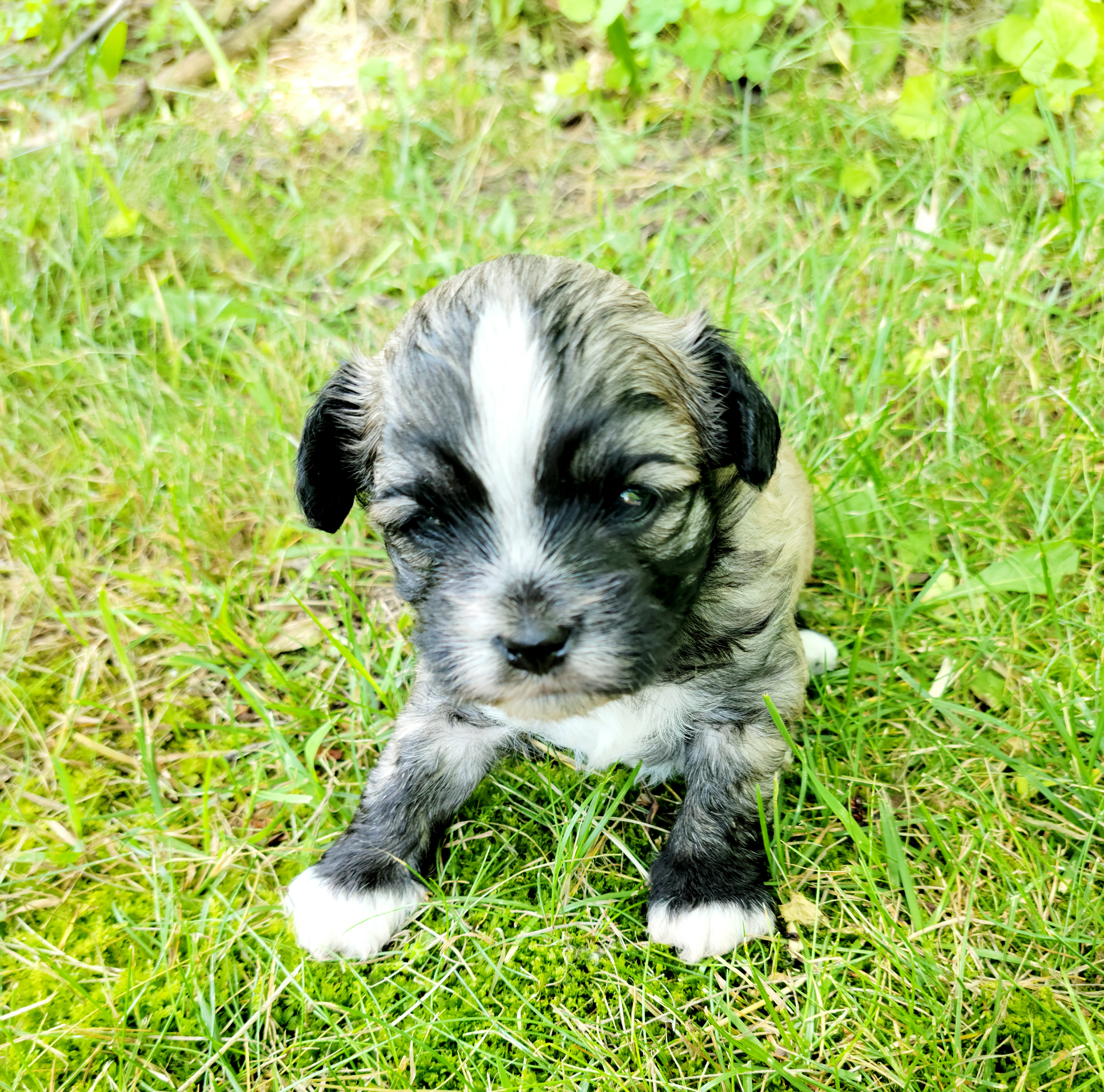 Shihpoo Puppies from Perfect Companion Puppies