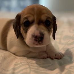 Bubba - Piebald male Dachshund puppy in New Smyrna Beach, Florida from J & L Mini D’s