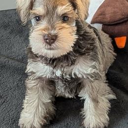 Lucas - Liver male Miniature Schnauzer puppy in Ferndale, Washington from Blackhorse Schnauzers Washington state