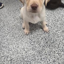 Labrador Retriever Puppies from C Eastons chocolate lab