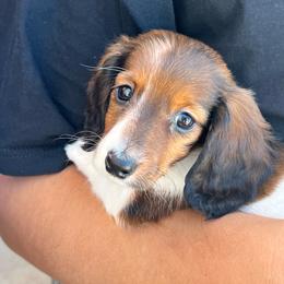 Maddie - Piebald female Dachshund puppy in Los Lunas, New Mexico from Poker Paws Dachshunds by Chelsy