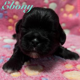Ebony - Black female Shih Tzu puppy in Hemet, California from Aloha Shih Tzu