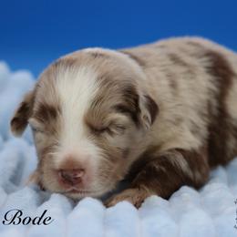 Bode - Red merle male Miniature Australian Shepherd puppy in Weeki Wachee, Florida from Arlington's Mini Aussies