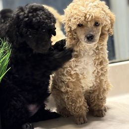 Cockapoo and Poodle Puppies from Puppie Poos 4 U
