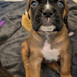 Archie - Fawn male Boxer puppy in Wellington, Ohio from Brinkhaven Boxers