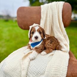 Golden - Sable female Bernedoodle puppy in Buda, Illinois from Hamilton Farm Doodles