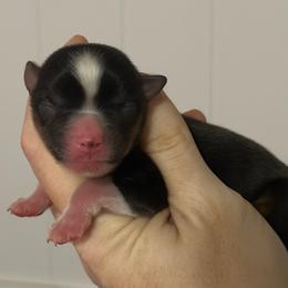 Deets - Black tri male Miniature American Shepherd puppy in Valley Springs, California from Raindance Ranch
