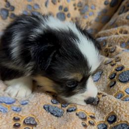 AKC Green - Black and tan male Pembroke Welsh Corgi puppy in Summerfield, Florida from Promise Land Farm
