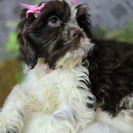 Paisley - female Cocker Spaniel puppy in Hartville, Missouri from Petty Paws