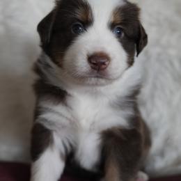Miniature Australian Shepherd Puppies from Moss Hill Aussies