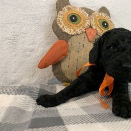 Poodle Puppies from Boodle's Poodles