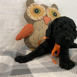 Poodle Puppies from Boodle's Poodles