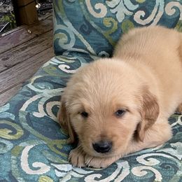 Copper Collar - Golden Retriever puppy from Nacimiento Golden Dogs