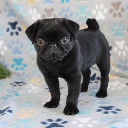 Eclipse - Black male Pug puppy in Tuscola, Illinois from Dream on puppies