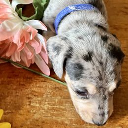 Dachshund Puppies from GypsyDox