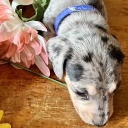 Dachshund Puppies from GypsyDox
