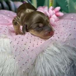 Bubbles - Chocolate and cream female Dachshund puppy in Mt. Sterling, Kentucky from Decadent Doxies of KY