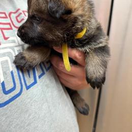 A1-8 Sable Boy - Mr. Yellow (formerly Olive Grn) - Sable male German Shepherd puppy in Lincoln, California from Valor-K9s