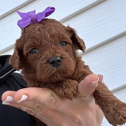 Girl 2 - female Poodle puppy in Mint Hill, North Carolina from DoodleForever