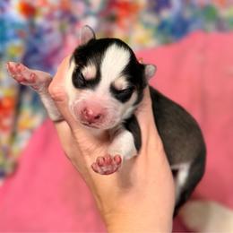 Boy 3 - Black and white male Pomsky puppy in Centerville, Iowa from LJ Kennels Pomskies, LLC