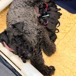 Kerry Blue Terrier puppies from Green Lantern Kerry Blue Terriers