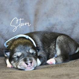 Storm - Agouti and white female Alaskan Malamute puppy in Brookwood, Alabama from Sunset Malamutes