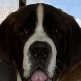 Girl 4 - White and brown Saint Bernard puppy in Virginia from Mountain Star Farm VA Saint Bernard