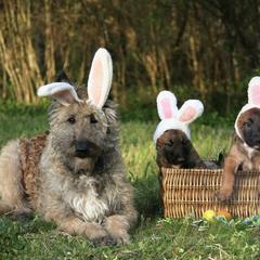 Belgian Laekenois Puppies from Sweetwater Belgian Laekenois