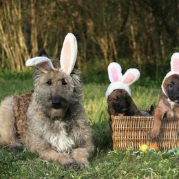 Belgian Laekenois Puppies from Sweetwater Belgian Laekenois