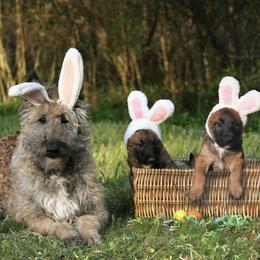 Belgian Laekenois Puppies from Sweetwater Belgian Laekenois