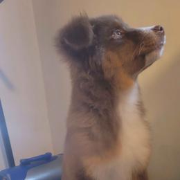 Michael - Red tri-color male Australian Shepherd puppy in Pottstown, Pennsylvania from Daffodil Australian Shepherds