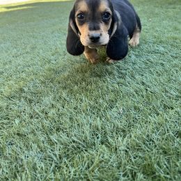 Boy 2 - Black and brown male Basset Hound puppy in Cedartown, Georgia from Parris Manor Bassets
