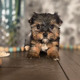 Teddy - Black and gold male Yorkshire Terrier puppy in Callahan, Florida from Nikki's Precious Yorkies
