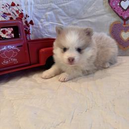 Trenton - Lavender male Pomsky puppy in Bucyrus, Missouri from Hill Top Pomskies