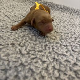 Yellow girl - Red  female Goldendoodle puppy in Lewisville, Texas from Zink Doodles