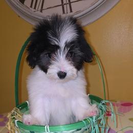 Patches - Black male Morkie puppy in Memphis, Tennessee from Syvon's Morkies