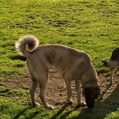 Anatolian Shepherd Dogs from GOAT Meadows